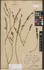 Foto von Salix repens subsp. incubacea (L.) A. Neumann